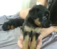 Magui