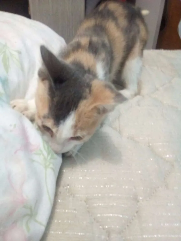Gato ra a  idade 2 a 6 meses nome Sem Nome