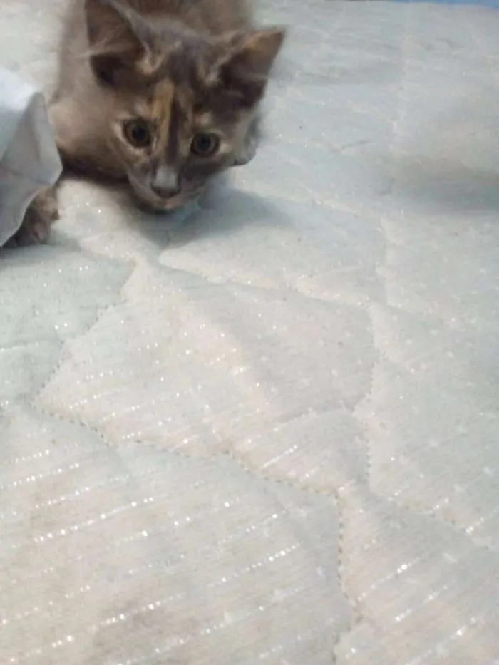 Gato ra a  idade 2 a 6 meses nome Sem Nome