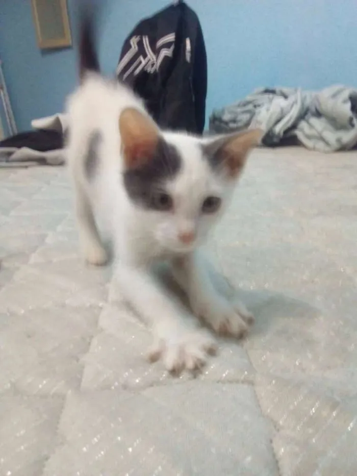Gato ra a  idade 2 a 6 meses nome Sem Nome