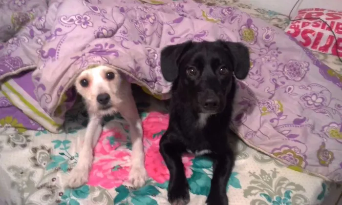Cachorro ra a SRD idade 7 a 11 meses nome Fred e Biscoito