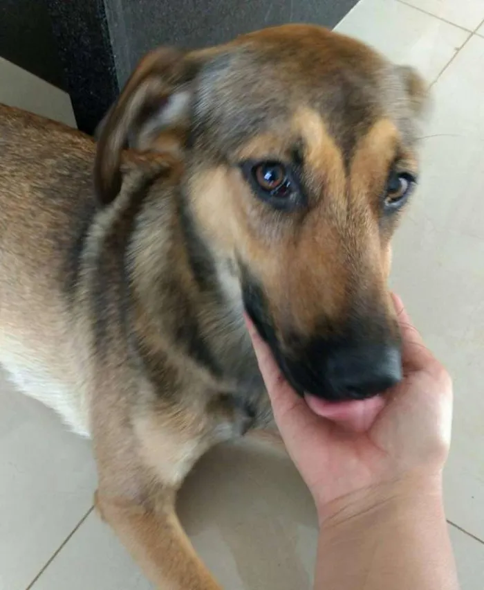 Cachorro ra a SRD idade 2 anos nome GiGi