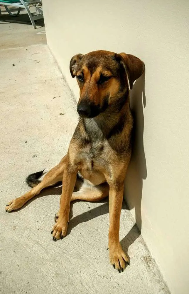 Cachorro ra a SRD idade 2 anos nome GiGi