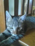Rayana