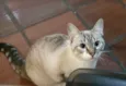 Gatosa