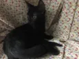 Veludo