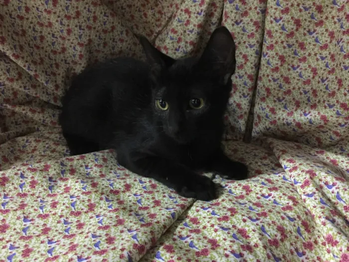 Gato ra a SRD idade 2 a 6 meses nome Veludo