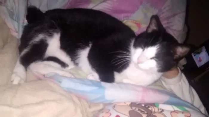 Gato ra a  idade 3 anos nome Mingau