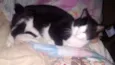 Mingau