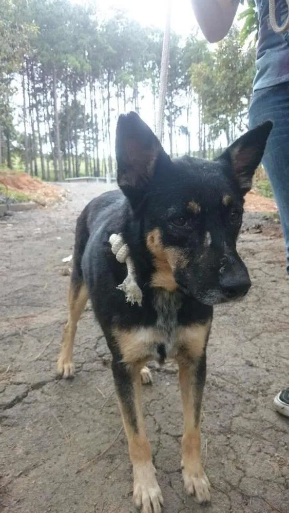 Cachorro raça SRD idade 2 anos nome SEM NOME 