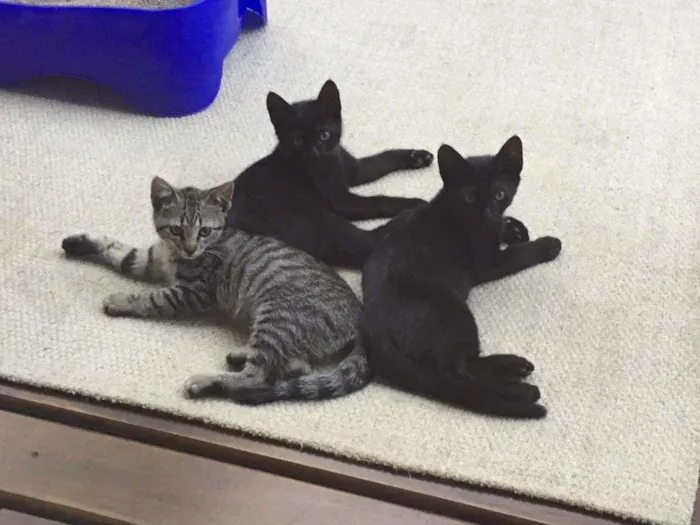 Gato ra a SRD idade  nome Esperança 