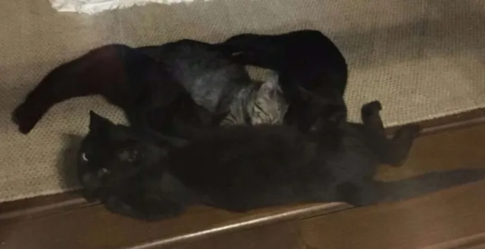 Gato ra a SRD idade  nome Esperança 