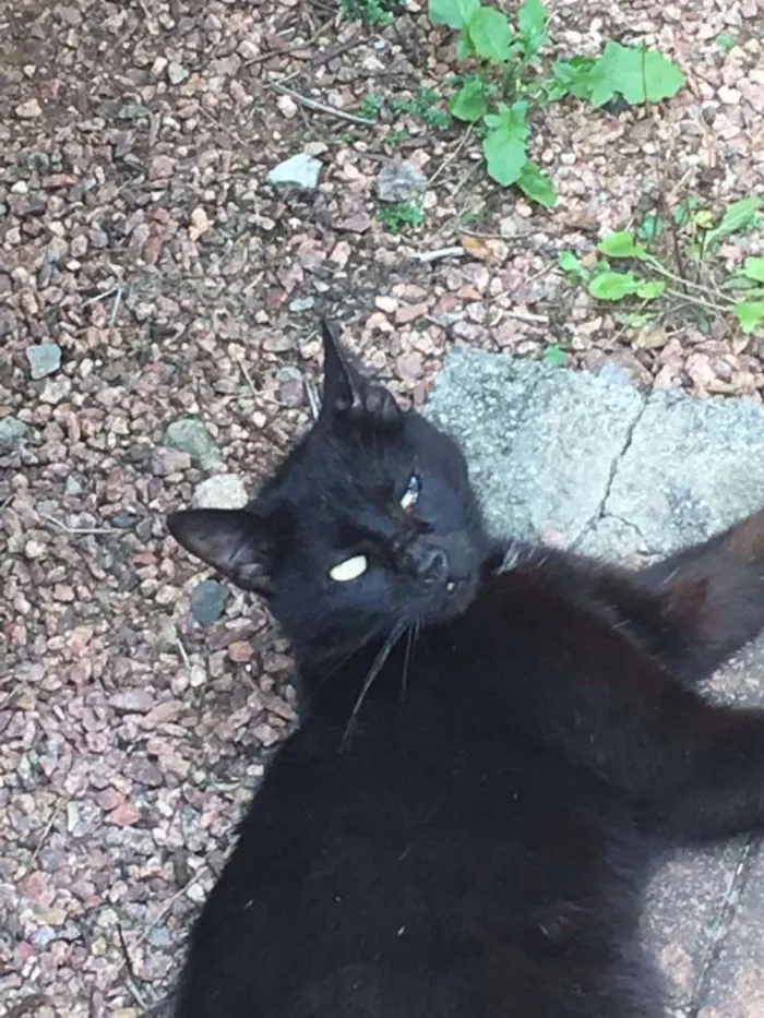 Gato ra a SRD idade  nome Esperança 
