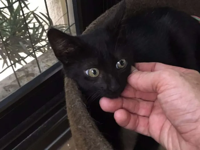 Gato ra a SRD idade  nome Esperança 