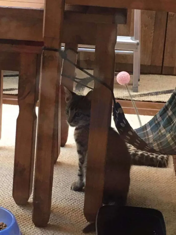 Gato ra a SRD idade  nome Esperança 