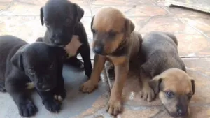 Cachorro raça Vira-Lata idade Abaixo de 2 meses nome Morfeu