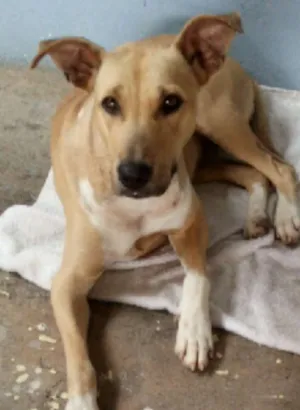 Cachorro raça Vira lata idade  nome Nina