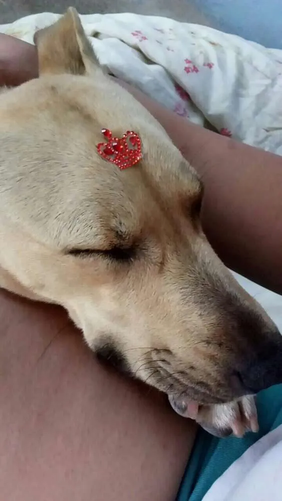 Cachorro ra a Vira lata idade  nome Nina