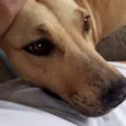 Nina