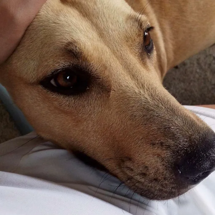 Cachorro ra a Vira lata idade  nome Nina