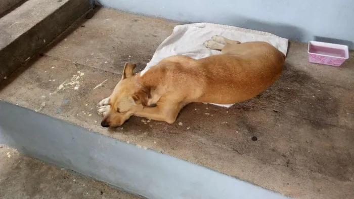 Cachorro ra a Vira lata idade  nome Nina