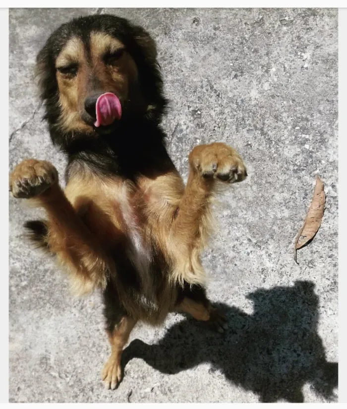 Cachorro raça Sem raça definida idade 1 ano nome Ziggy