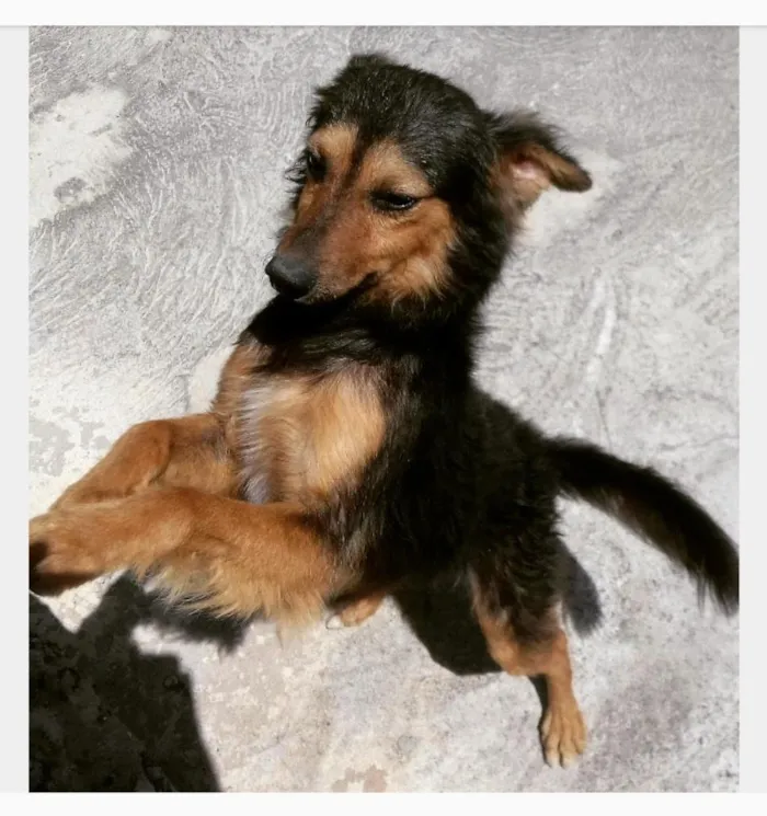 Cachorro raça Sem raça definida idade 1 ano nome Ziggy