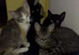 Pretinhos