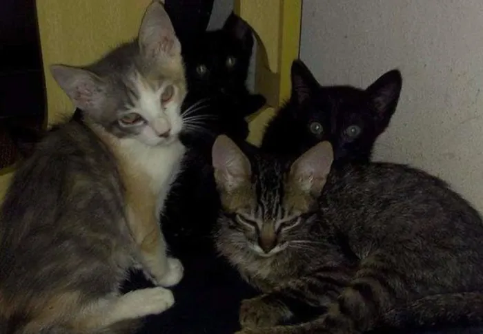 Gato raça  idade 2 a 6 meses nome Pretinhos