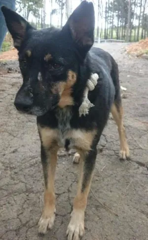Cachorro raça SRD idade 2 anos nome SEM NOME 