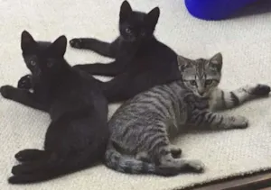 Gato raça SRD idade  nome Esperança 