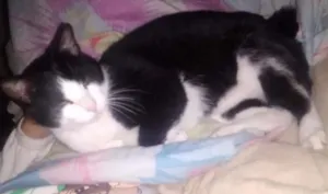 Gato raça  idade 3 anos nome Mingau