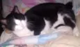 Mingau