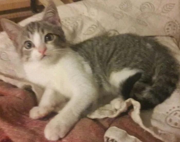 Gato ra a SRD idade 2 a 6 meses nome Alice