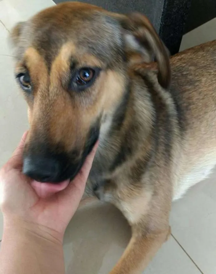 Cachorro ra a SRD idade 2 anos nome GiGi