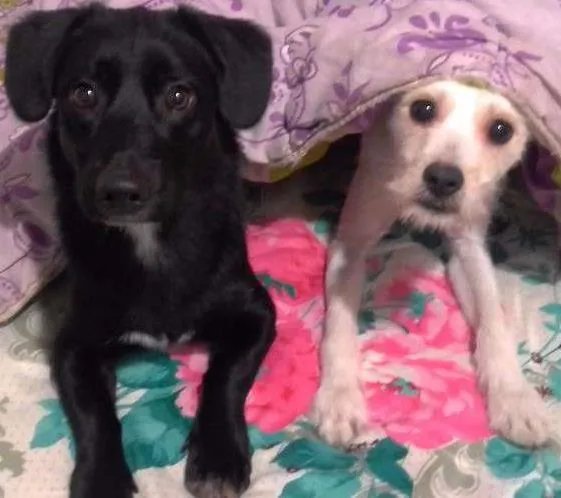 Cachorro ra a SRD idade 7 a 11 meses nome Fred e Biscoito