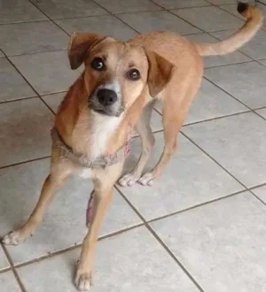 Cachorro raça Vira-Lata idade 7 a 11 meses nome Phoebe