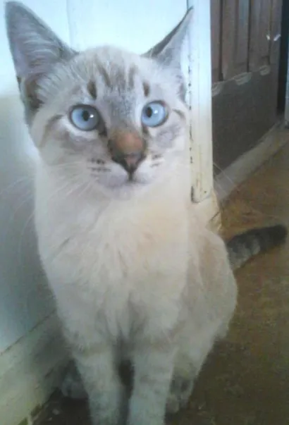 Gato raça Siames idade 2 a 6 meses nome Gordon