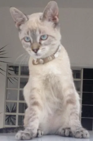Gato raça Mestiça idade 1 ano nome Katie