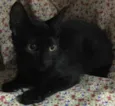 Veludo