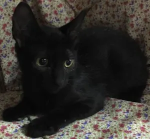 Gato raça SRD idade 2 a 6 meses nome Veludo