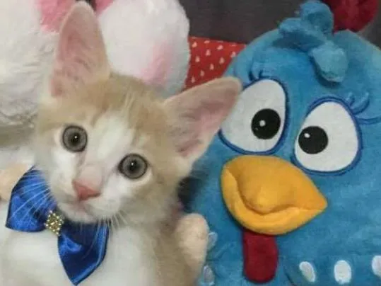 Gato ra a SRD idade 2 a 6 meses nome Lord