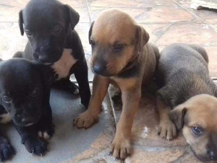 Cachorro ra a Vira-Lata idade Abaixo de 2 meses nome Morfeu