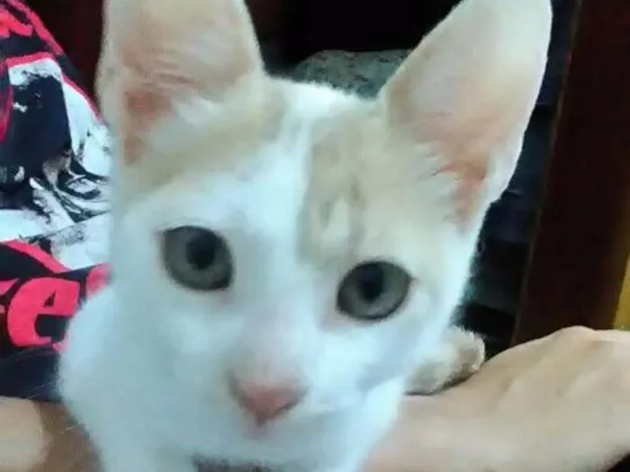 Gato ra a desconhecida idade 2 a 6 meses nome Lilith