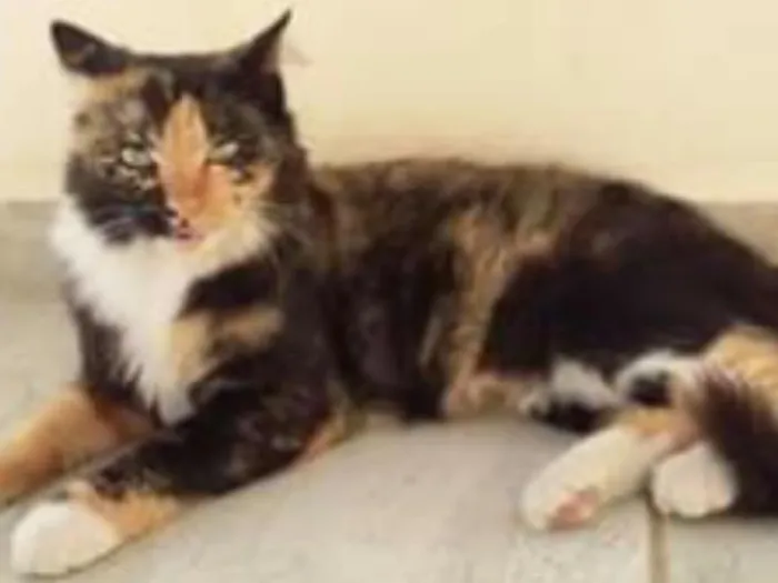 Gato raça  idade  nome Belinha,Zé Aldo