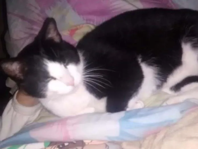 Gato ra a  idade 3 anos nome Mingau