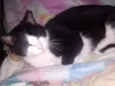 Mingau