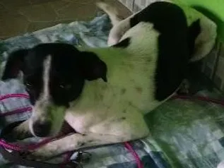 Cachorro ra a Srd idade 7 a 11 meses nome Não sei