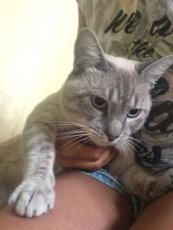 Gato ra a Ragdoll idade 7 a 11 meses nome Mingau
