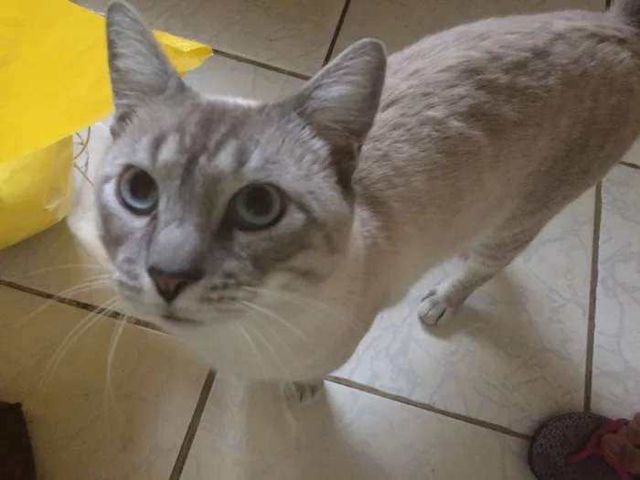 Gato ra a Ragdoll idade 7 a 11 meses nome Mingau